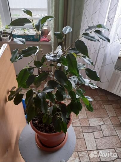 Джинура прокумбенс