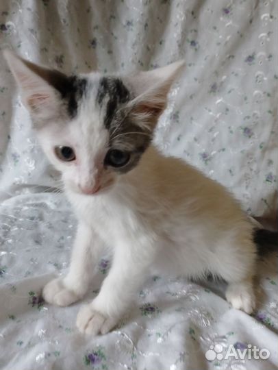 Котенок