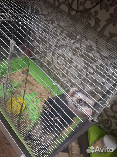 Продаётся хорек