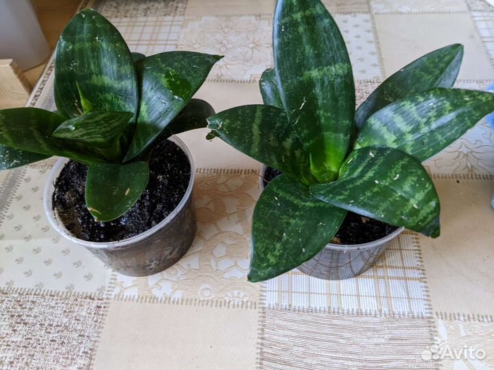 Сансевиерия