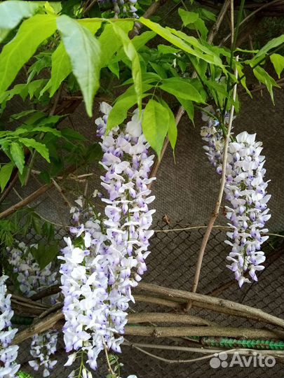 Глициния саженцы