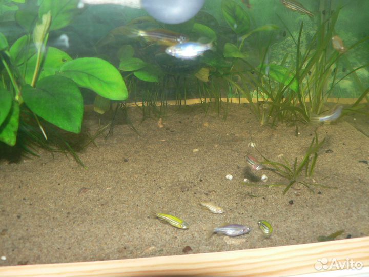 Аквариумные рыбки Данио