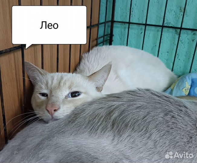 Коты в дар