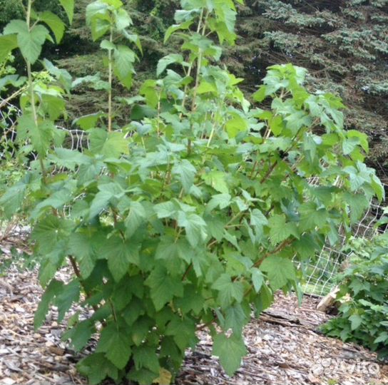 Черная смородина, вишня, малина, доставка