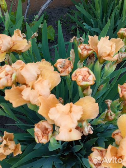 Ирисы карликовые