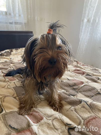 Йоркширский терьер