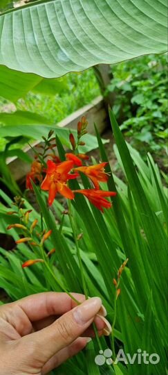 Крокосмия, лилии цветы