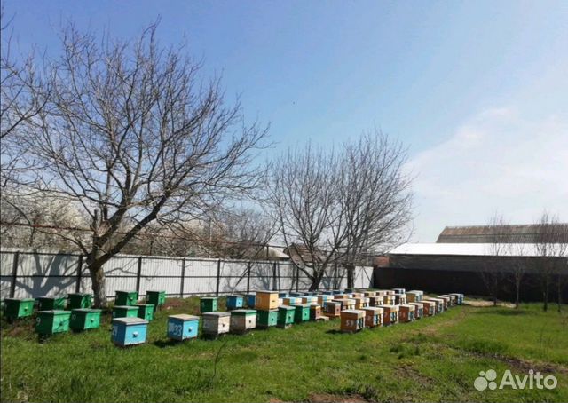 Пчеломатки Карника F1 2023г объявление продам