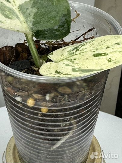 Сциндапсус Dark Cloud varv