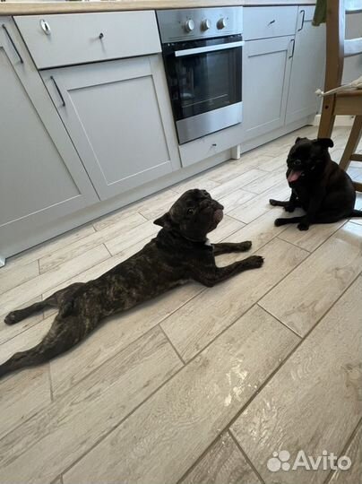 Зооняня - передержка собак и котов