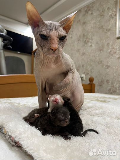 Котята сфинкс браш