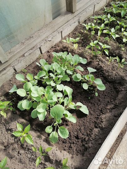 Продам рассаду