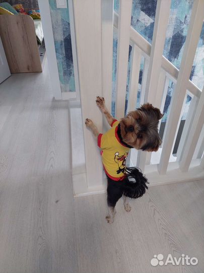 Йоркширский терьер, вязка