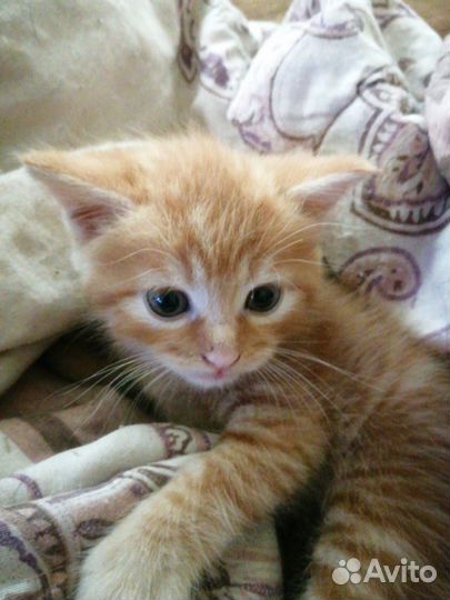 Котики(мальчики)