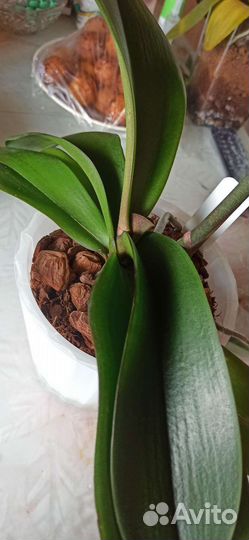 Орхидея фаленопсис биг лип