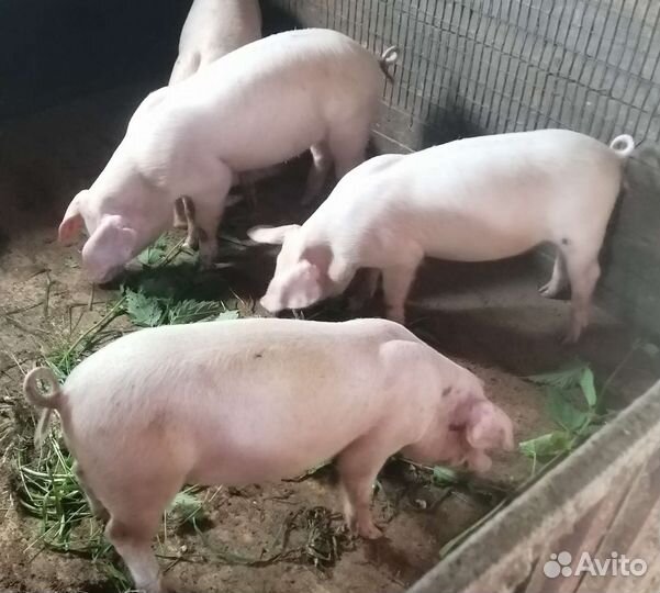 Поросенок Ландрас 10 мес, Свиноматка