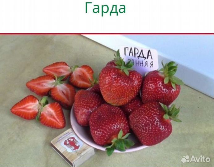 Рассада клубники