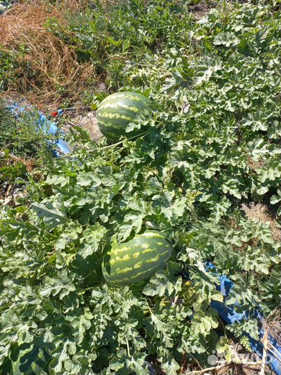 Арбузы оптом астрахань