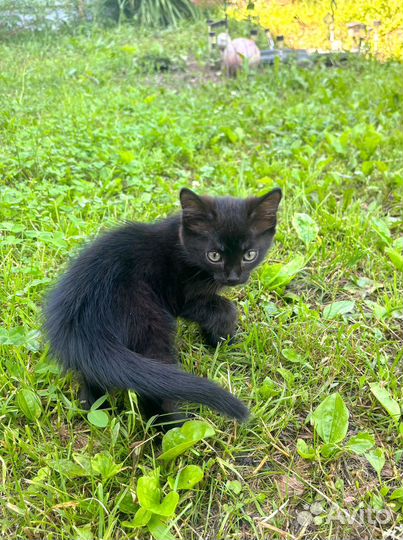 Отдам в добрые руки котенка