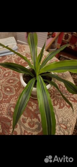Драцена фрагранс