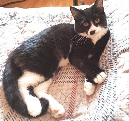 Пусенька, около двух лет, в добрые ручки