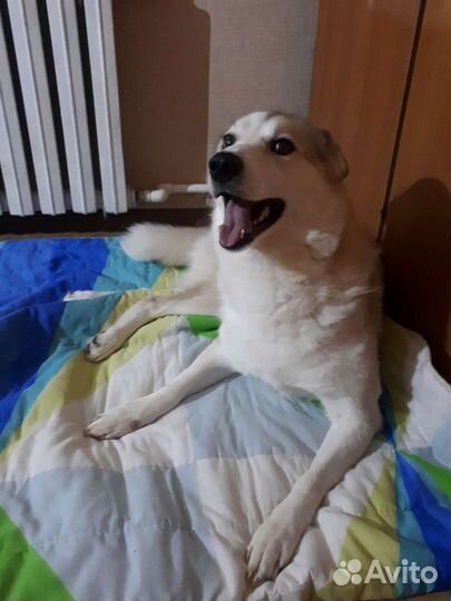 Передержка собак и кошек