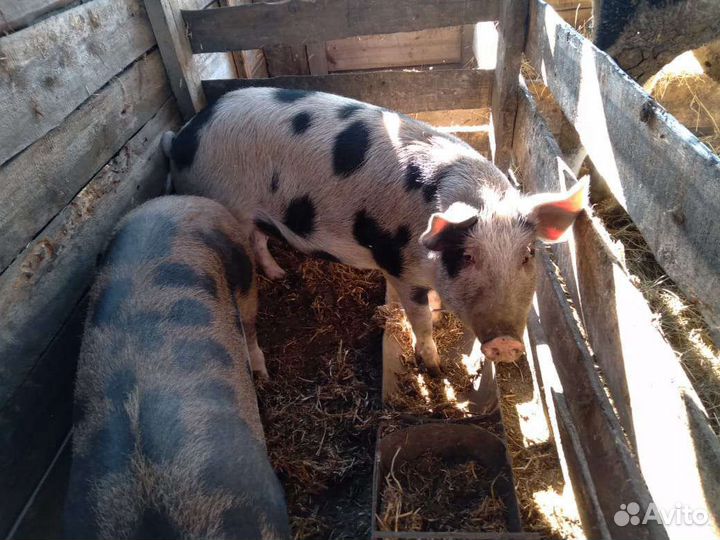 Домашняя свинина