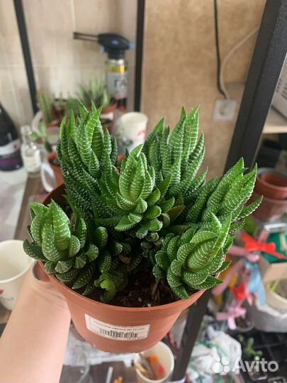 Хавортия зебрина