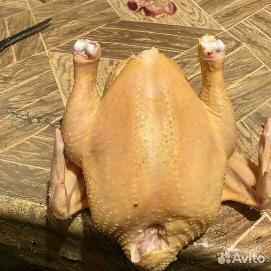 Куры домашние бройлера