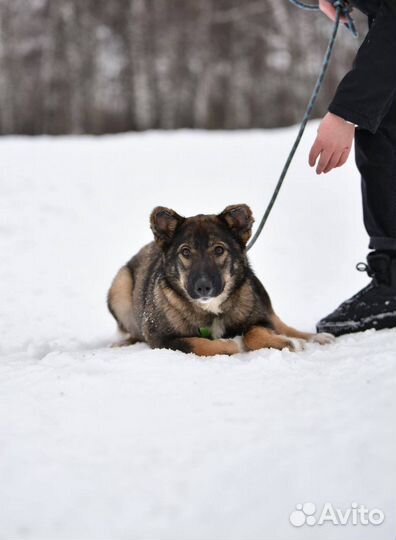 Милейшая собака грустит в приюте
