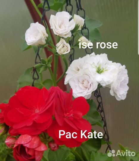 Пеларгония плющелистная