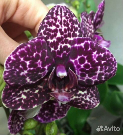 Орхидея фаленопсис дикий кот