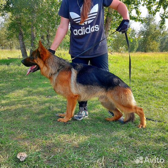 Кобель немецкой овчарки. Вязка