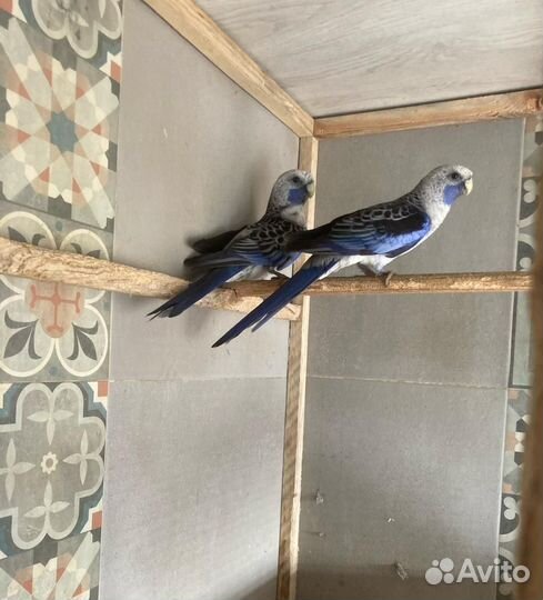 Певчий попугай, Розелла, корелла,амадины, волнис