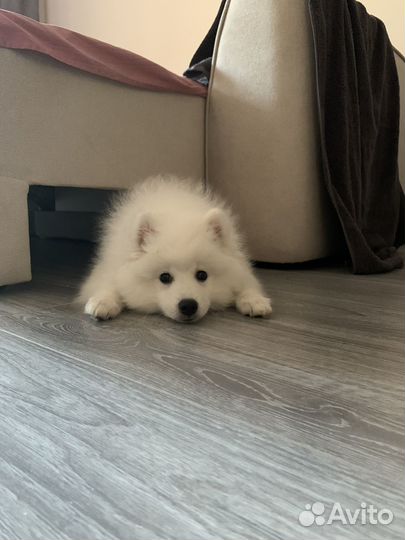 Японский шпиц