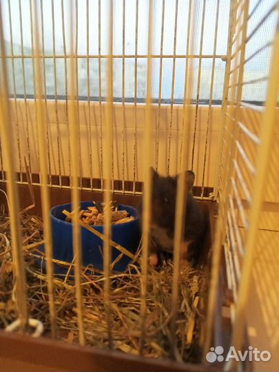 Сирийский хомяк с клеткой