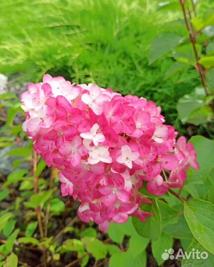 Гортензия метельчатая 