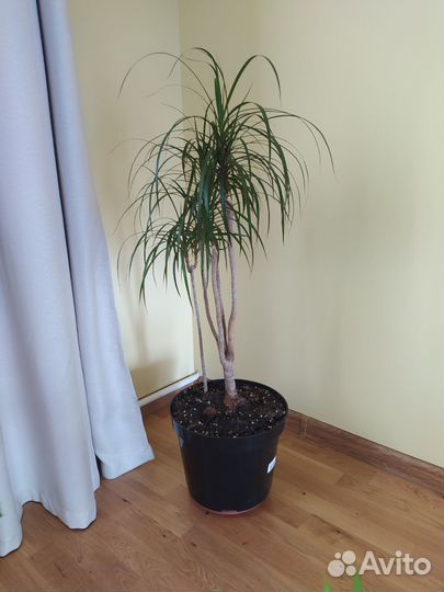 Пальма драцена