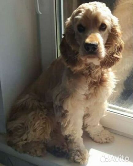 Вязка кокер спаниель