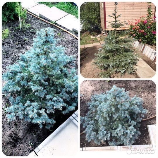 Ель голубая, саженцы хвойных