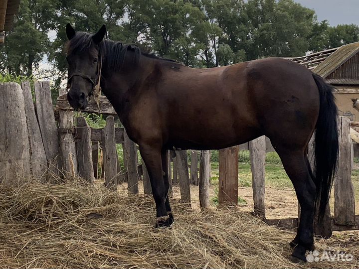 Лошадь кобыла