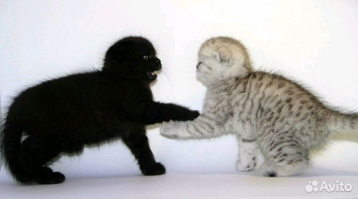 Вислоухие котята