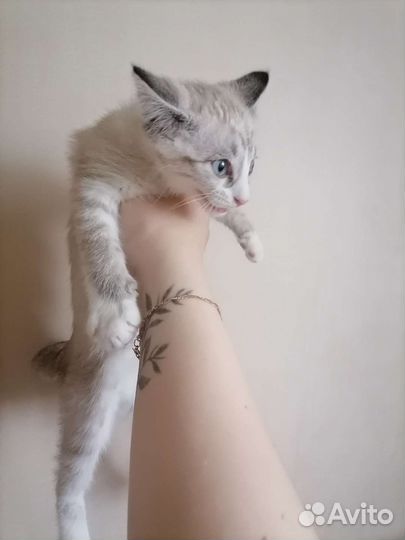 Котенок девочка