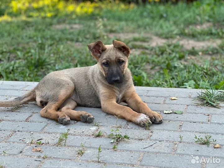 Собака ищет дом