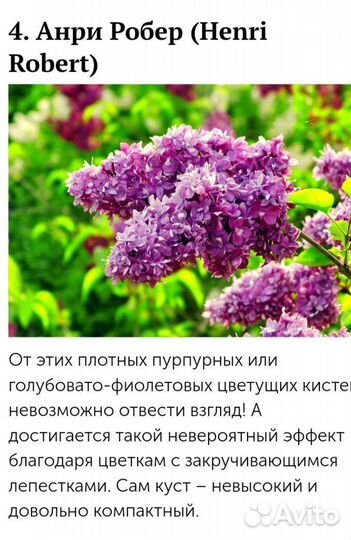 Сирень махровая саженцы