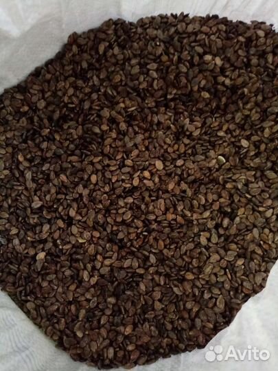 Семена арбуза Топ Ган Шуга Беби Продюсер