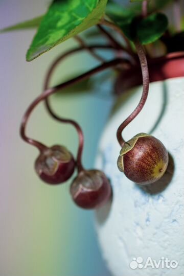 Семена цикламена, Гибискуса травянистого