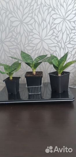 Сансевиерия