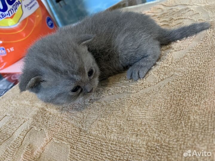 Британские котята