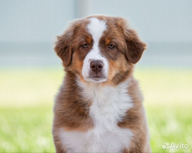 Щенки австралийская овчарка аусси